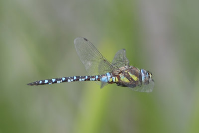 Aeshna mixta - Migrant Hawker