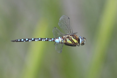 Aeshna mixta - Migrant Hawker