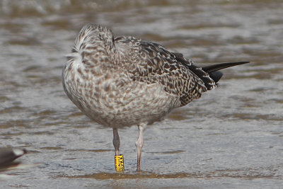 Lesser Black-backed Gull Y[HXPKK]