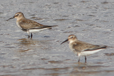 Bonte Strandloper