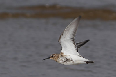 Calidris alpina - Dunlin