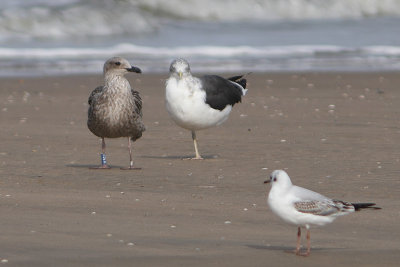 Lesser Black-backed Gull Bu[V52J]