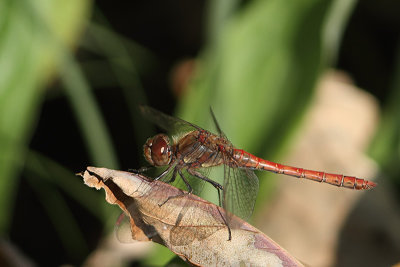 Sympetrum striolatum - Common Darter 