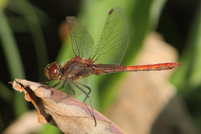 Sympetrum striolatum - Common Darter 