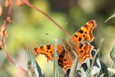 Polygonia c-album - Comma