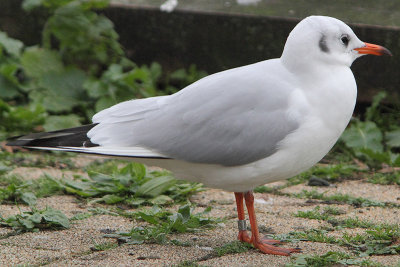 Black-headed Gull M[2509305] Arnhem