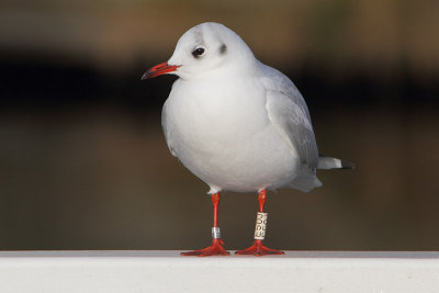 Kokmeeuw