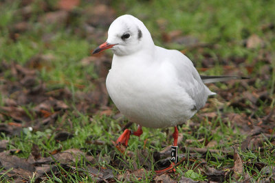 Black-headed Gull Bk[S-7]