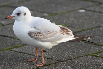 Black-headed Gull M[6285006] Copenhagen
