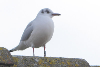 Black-headed Gull Bk[S-8]