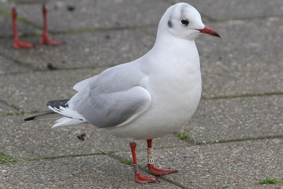 Kokmeeuw