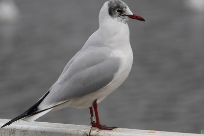 Black-headed Gull M[3728079] Arnhem