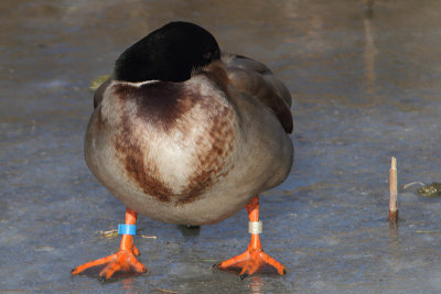 Mallard M[6185558] Arnhem