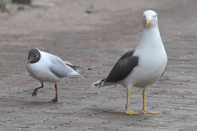 Kleine Mantelmeeuw