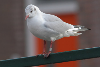 Black-headed Gull M[3659659] Arnhem