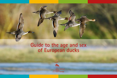Mouronval, J.B. 2016. Guide to the sex and age of European ducks. Office national de la chasse et de la faune sauvage, Paris - 124 pages
<a http://www.oncfs.gouv.fr/Espace-Presse-Actualites-ru16/Guide-to-the-age-and-sex-of-European-ducks-ar1911


