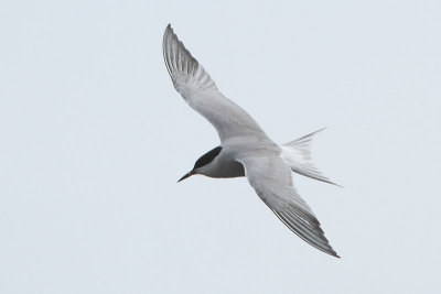 Sterna hirundo - Common Tern