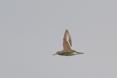 Actitis hypoleucos - Common Sandpiper