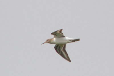 Actitis hypoleucos - Common Sandpiper
