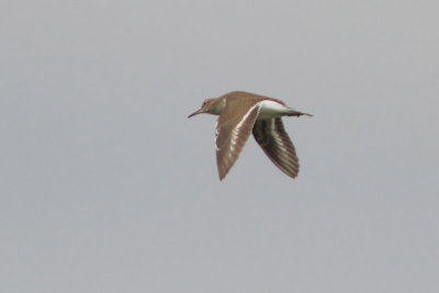 Actitis hypoleucos - Common Sandpiper
