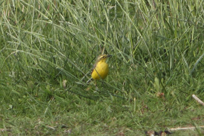 Motacilla (flava) flavissima - Yellow Wagtail