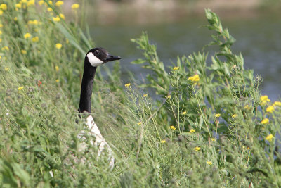 Branta Canadensis - Canada Goose