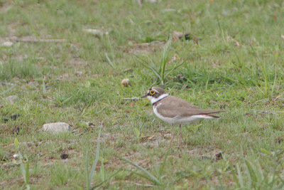 Charadrius dubius - Little Ringed Plover