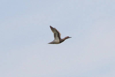 Anas querquedula - Garganey