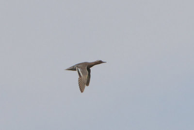 Anas querquedula - Garganey