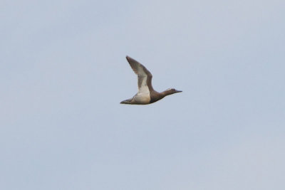 Anas querquedula - Garganey