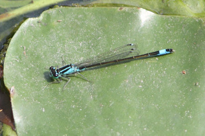 Ischnura elegans - Common Bluetail