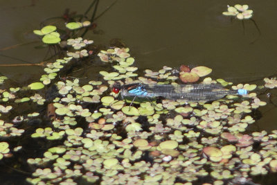 Erythromma najas - Large Redeye