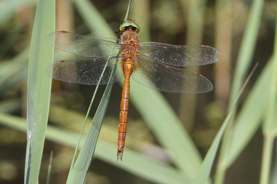 Aeshna isosceles - Green-eyed Hawker