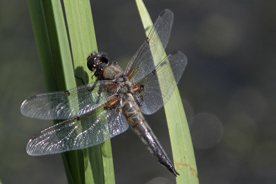 Libellula quadrimaculata - Four-Spotted Chaser