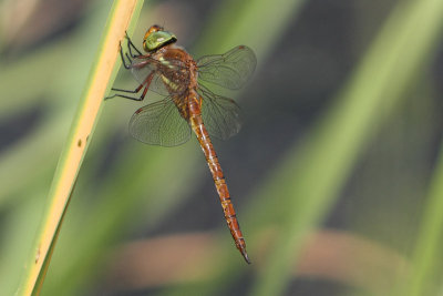 Aeshna isosceles - Green-eyed Hawker