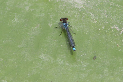 Erythromma najas - Large Redeye