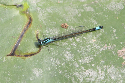 Ischnura elegans - Common Bluetail