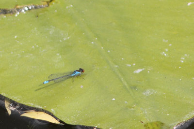 Erythromma viridulum - Small Redeye