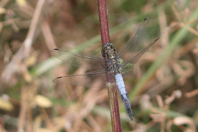 Orthetrum cancellatum - Black-tailed Skimmer