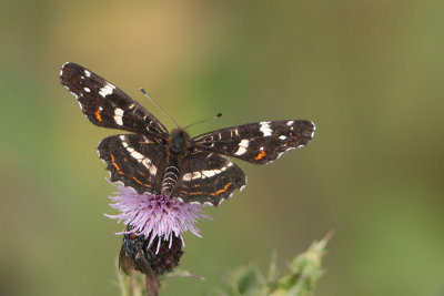 Araschnia levana - Map Butterfly