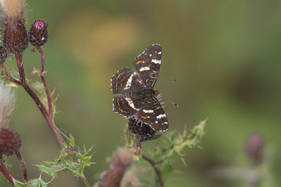 Araschnia levana - Map Butterfly