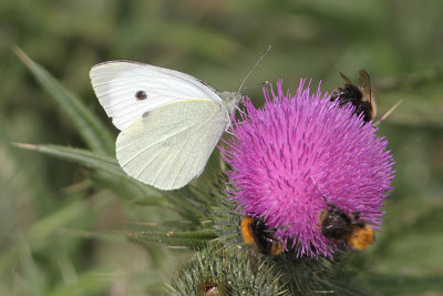 Pieris brassicae - Large White