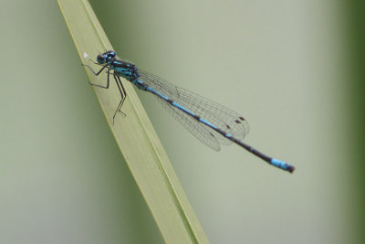 Coenagrion pulchellum - Variable Bluet