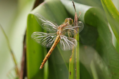 Sympetrum vulgatum - Moustached Darter