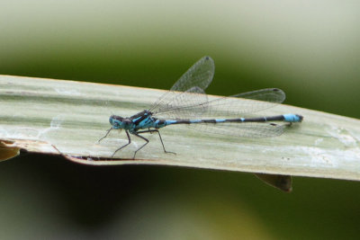 Coenagrion pulchellum - Variable Bluet 