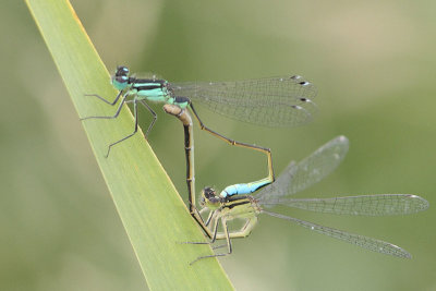 Ischnura elegans - Common Bluetail