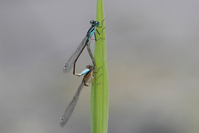 Ischnura elegans - Common Bluetail