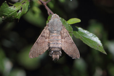 Macroglossum stellatarum - Hummingbird Hawk-moth