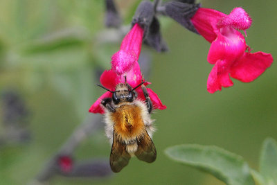 Hommels - Bumblebees