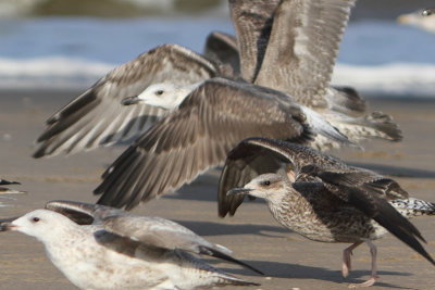 Larus fuscus - Lesser Black-backed Gull